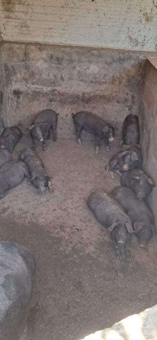 Para venda leitoes,  porco capado e porca