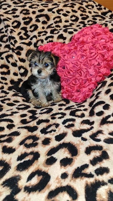 Цуценята йоркширського тер’єра - Подарунок на 8 березня