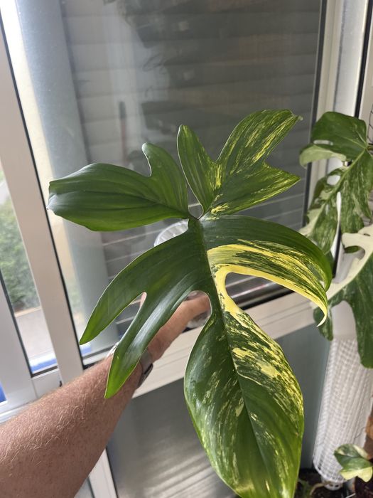 Philodendron florida beauty