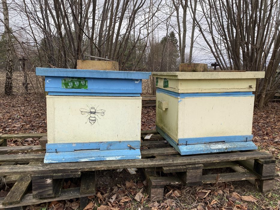 Pszczoły / Matka krainka jednorozczna