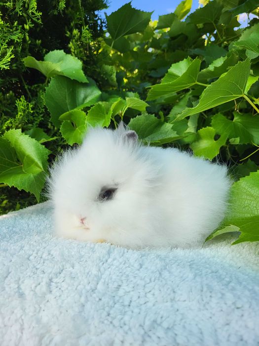 Króliczki Karzełki Teddy i Mini Lop