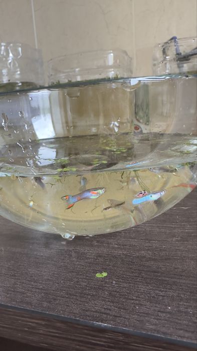 Guppies saudáveis criados em ambiente caseiro