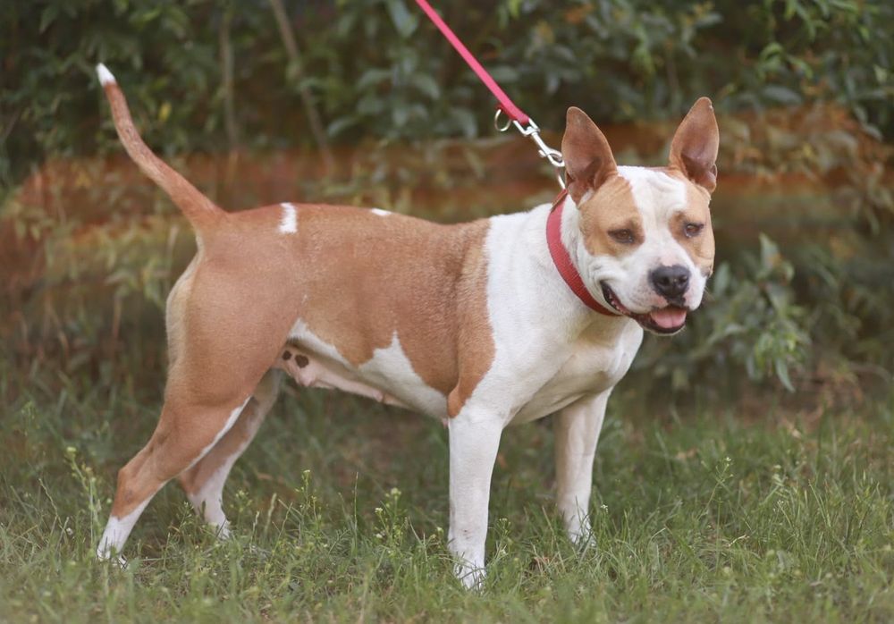 Pogodna, kontaktowa sunia w typie amstaff poleca się do adopcji