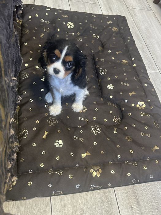 Cavalier king charles spaniel