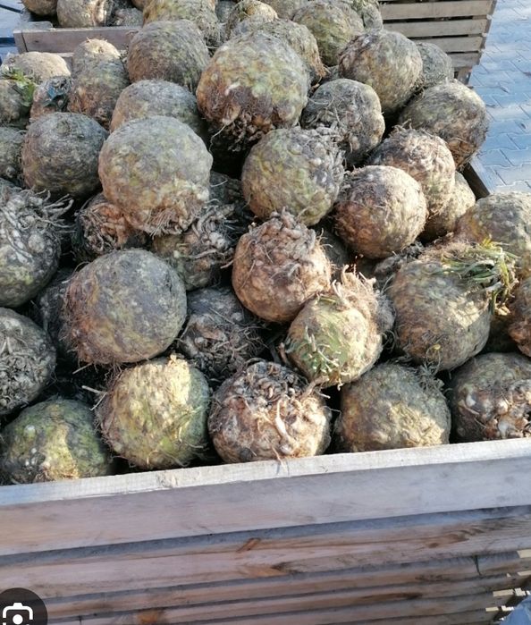 Seler worek 5 kilo cena 15