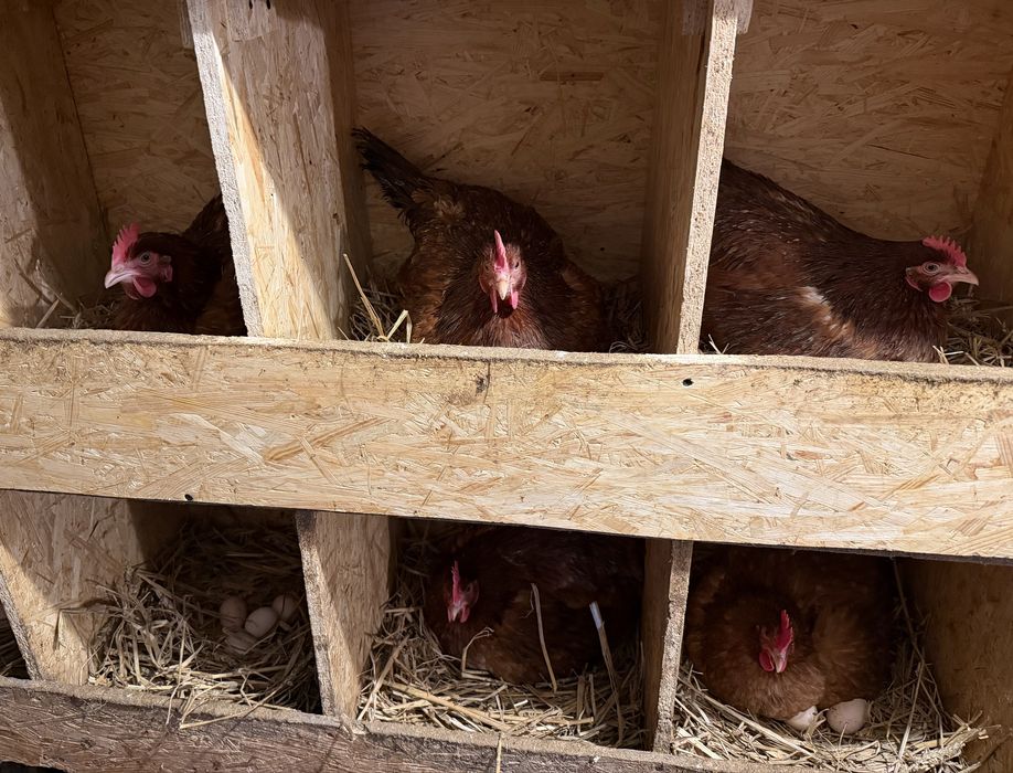 Jajka od kur z wolnego wybiegu