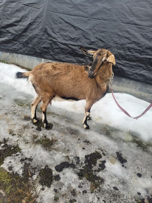 Sprzedam kozę  alpejską