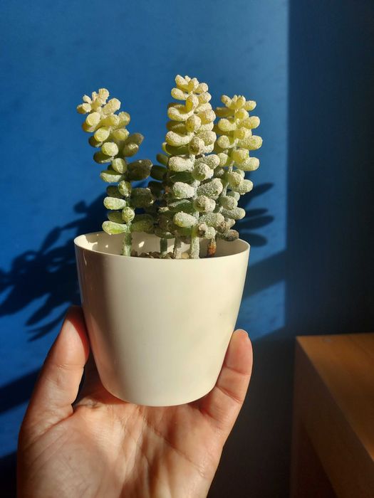 Dois vasos com suculentas artificiais