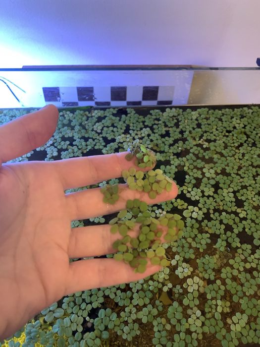 Salvinia minima (planta aquario)