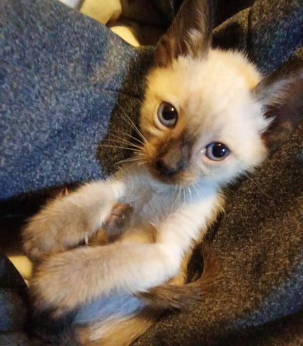 Gatinhos bebês para adoção