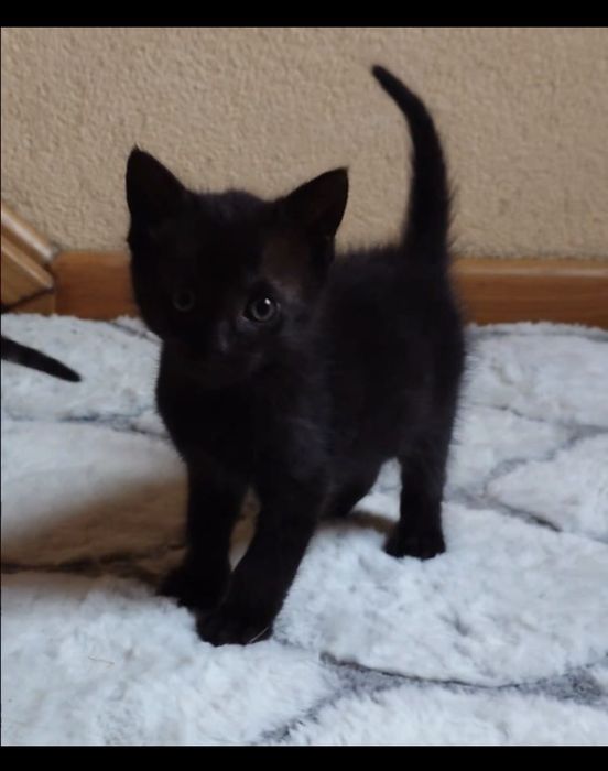 Czarny mały kocurek do adopcji