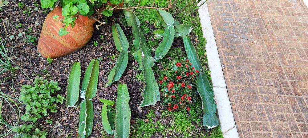 Catos vários tamanhos