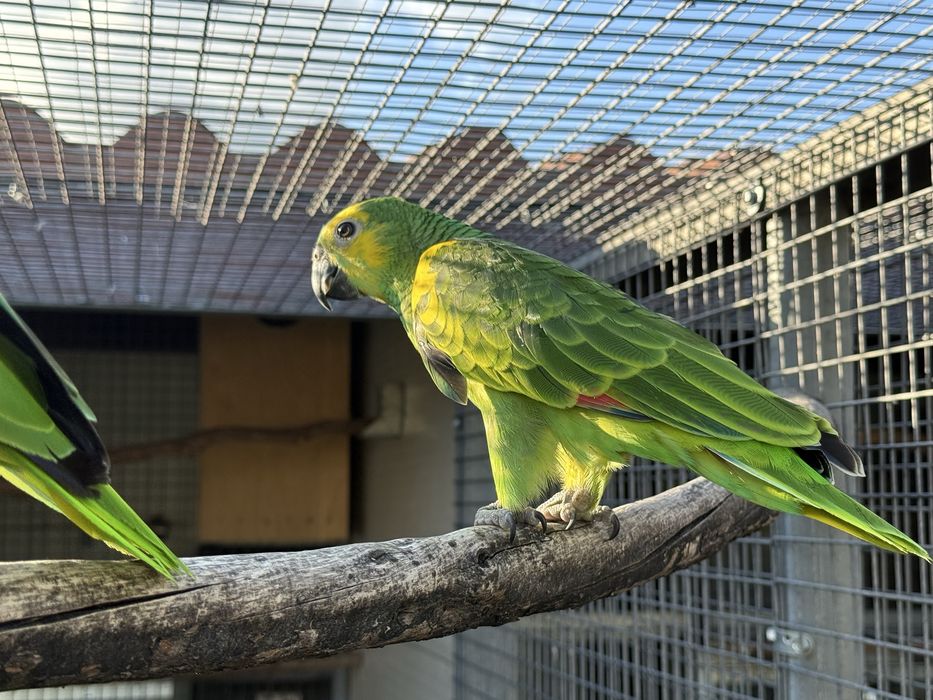 Amazona Aestiva Xanthopteryx