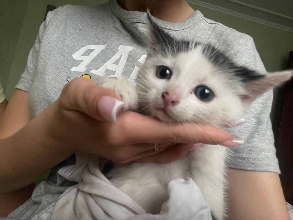 Віддамо котика у добрі руки