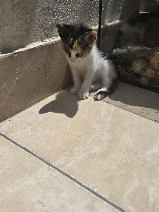 Gatinha para adoção