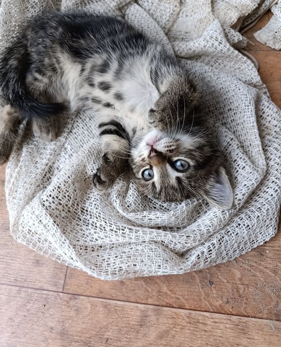 Віддам кошенят безкоштовно