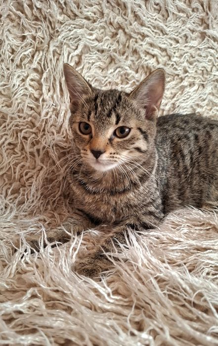 Róża 3,5 miesięczna przytulanka,adopcja.