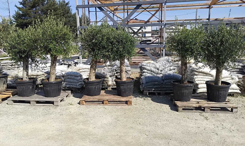 Drzewo drzewko oliwne duże 160-180 cm  Gruby pień ,możliwa wysyłka.