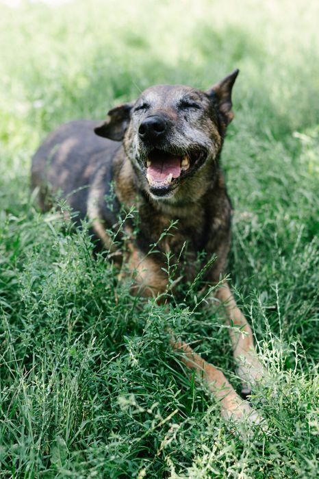 Bella psia seniorka 10 lat szuka domu