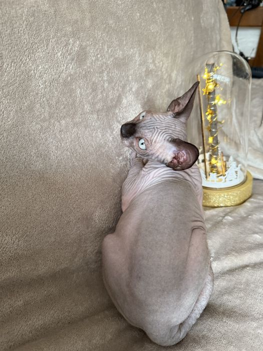 Gatinho sphynx canadiano