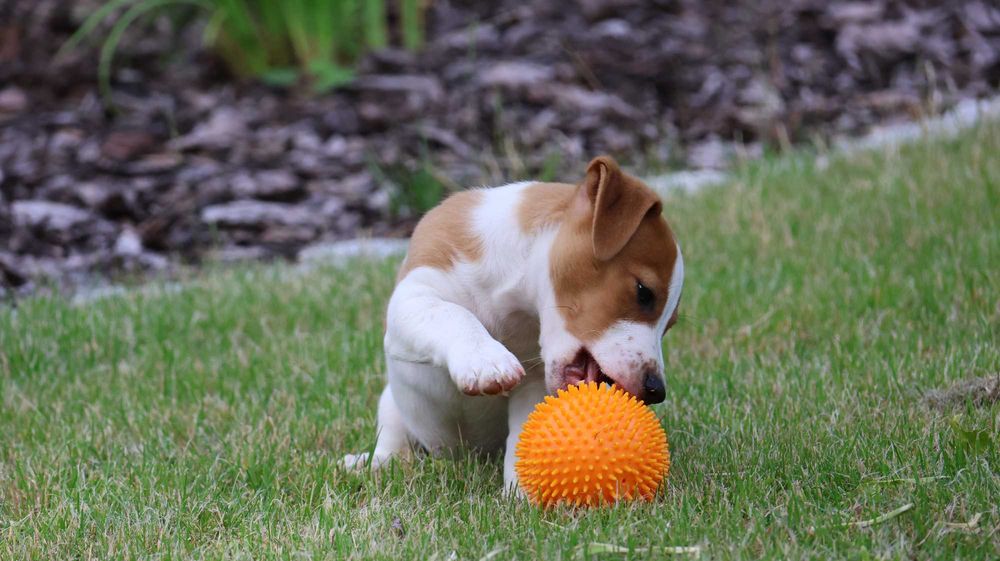 Piesek HARIBO Jack Russell Terrier z hodowli "BREFIO"-gotowy na nowy dom