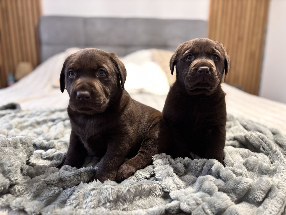 Labrador czekoladowy