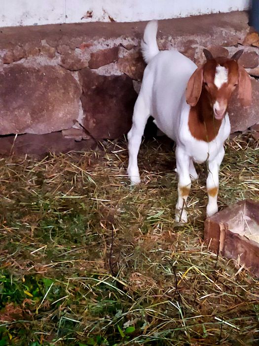Macho Boer com quatro meses