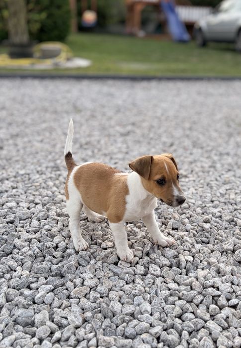 Jack Russell Terrier