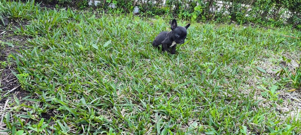 Bulldog francês criado em ambiente familiar disponível para entrega im