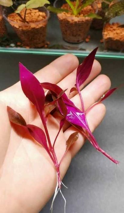 Альтернантера Мини. Рослини для акваріума