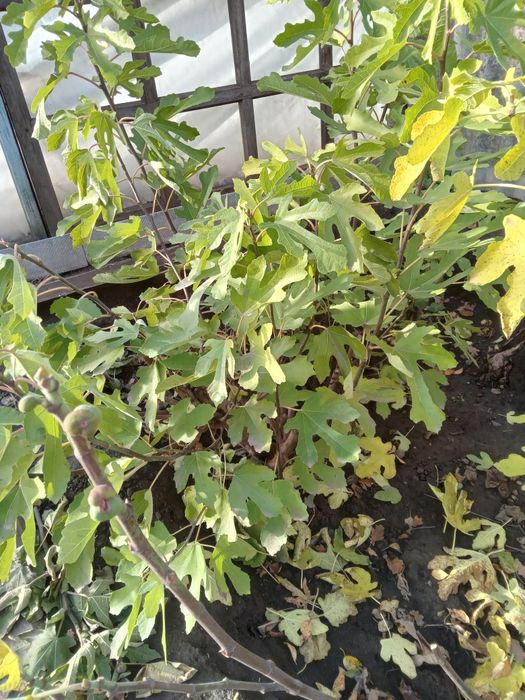 Інжир 8 річний сорту Муассон