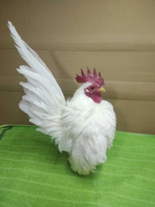 Seramy likwidacja hodowli.