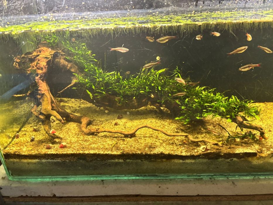 Korzeń porośnięty Mikrozorium