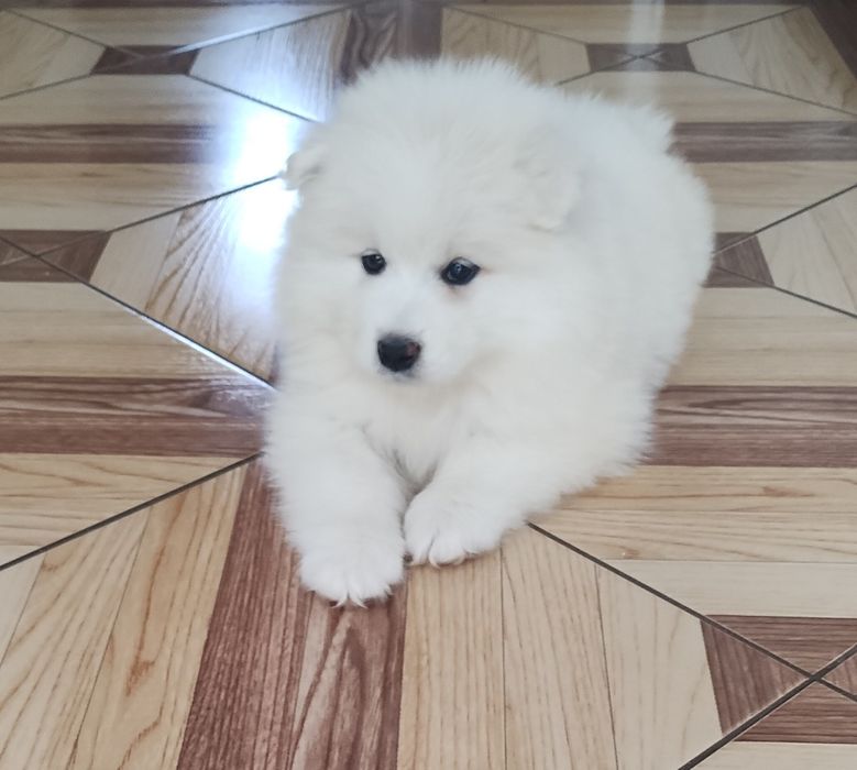 Samoyed szczenię