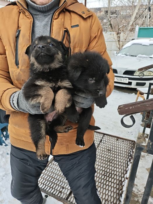 Отдам даром собачек