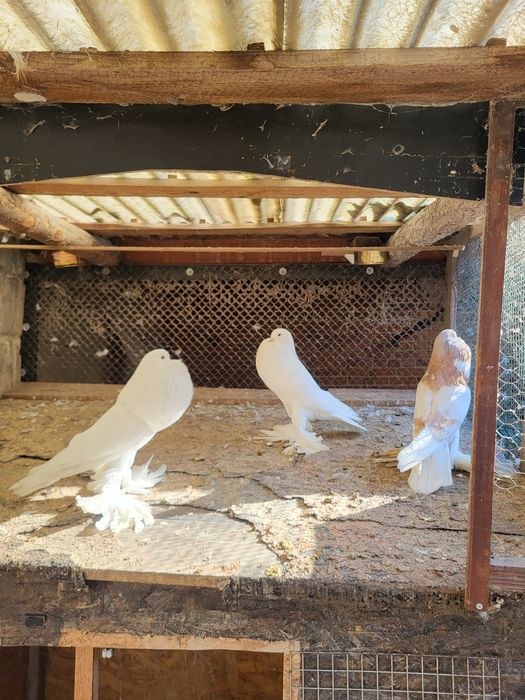 Garłacz/ garłacze para i samiec