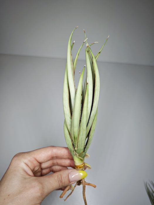 Sansevieria Stormy Silver