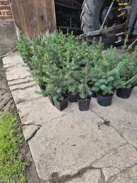 Tuja thuja szmaragd 170-180cm