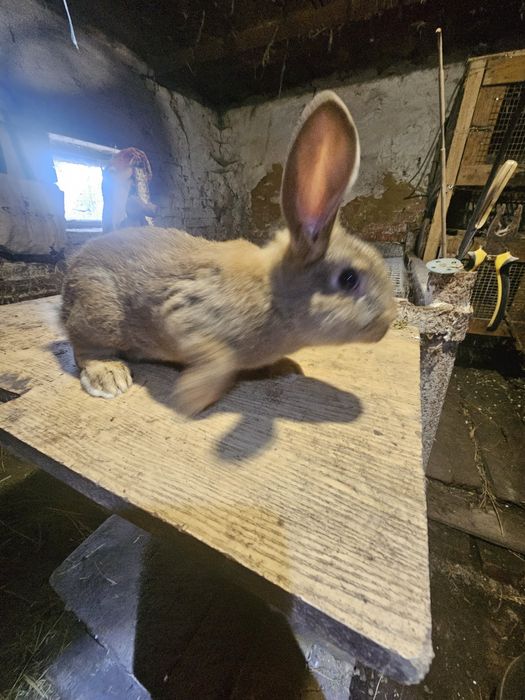 Кролики полтавське срібло. Кролі. Кроли