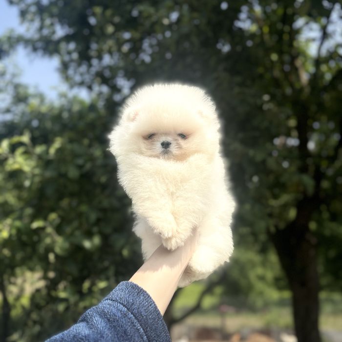 хлопчик шоу класу тип ведмедик
