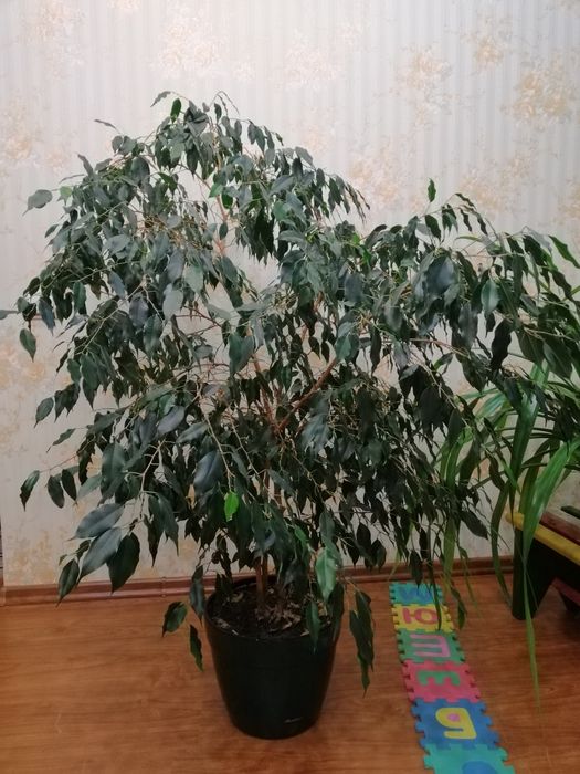 Цветок для офиса