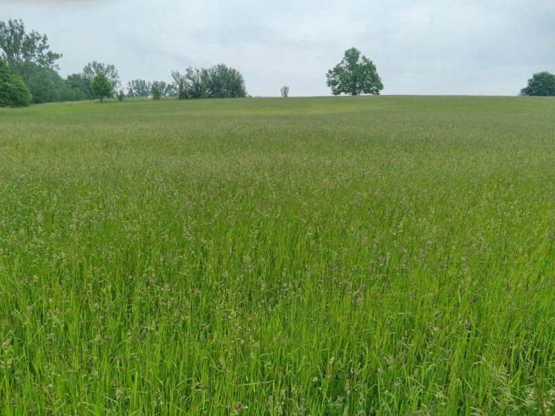 Trawa kupkówka n