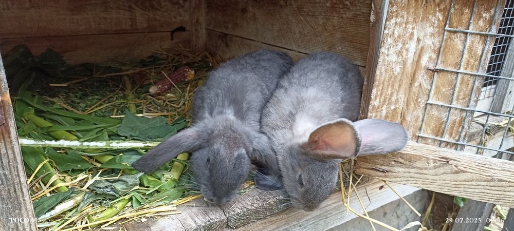 Кролі на розплід