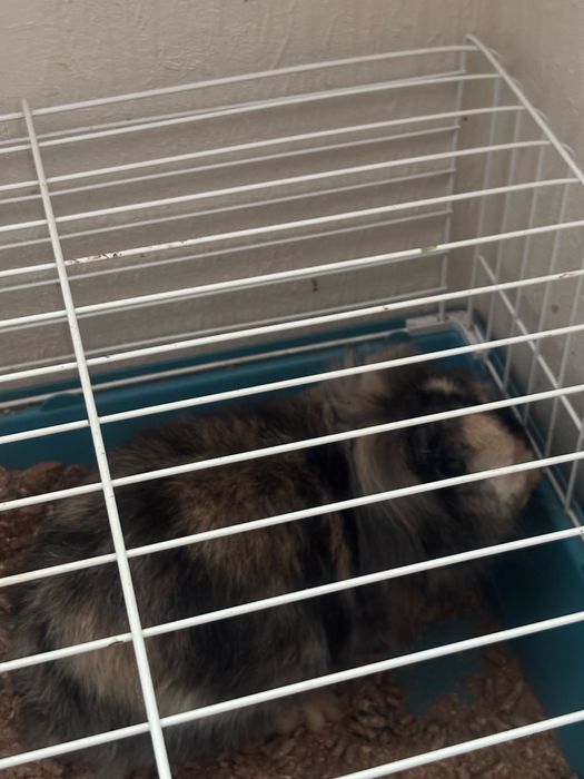 Krolik samiec baranek