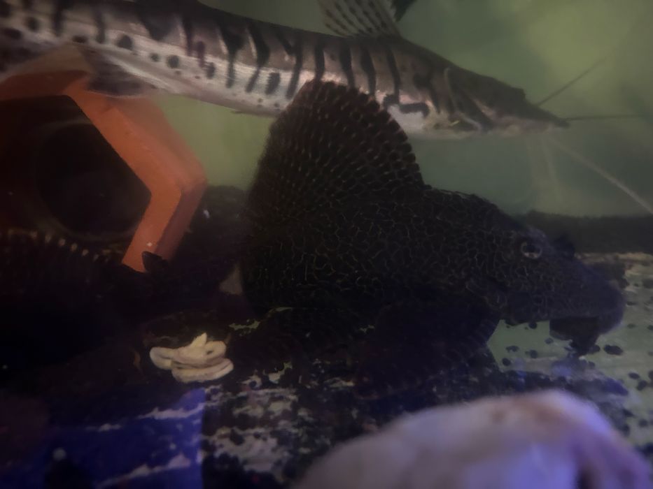 Pleco , Pangasius e Peixe Gato 20cm+