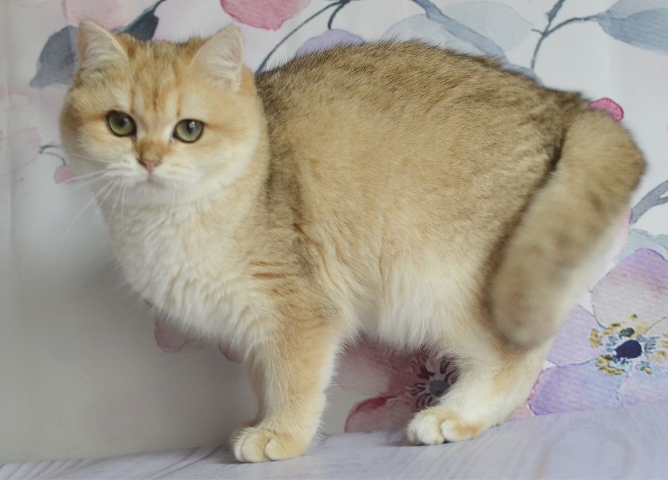 Британська  золота шиншила Тася