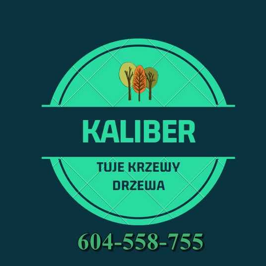 Złota Kulka Tuja Thuja Golden Globe 50-70cm