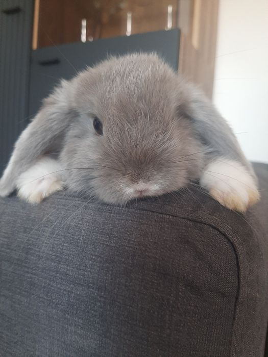 Króliki baranek miniaturka karzełek mini lop.PROMOCJA z króliczej Nory. 250zł.