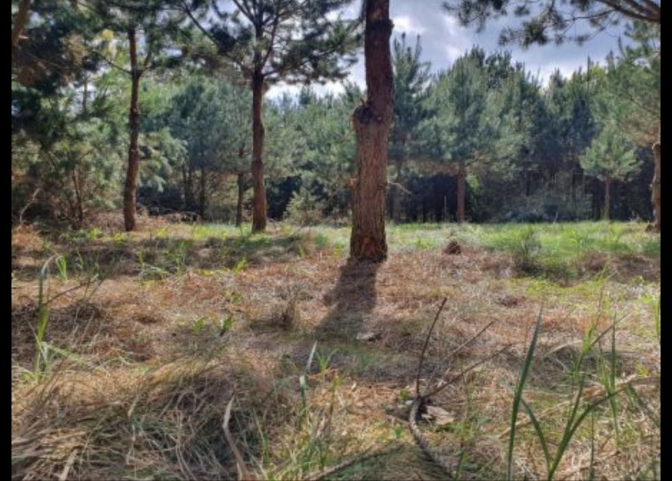 Działka na mazurach, wieś Kolonia gmina Świętajno. Wydane war.zabudowy