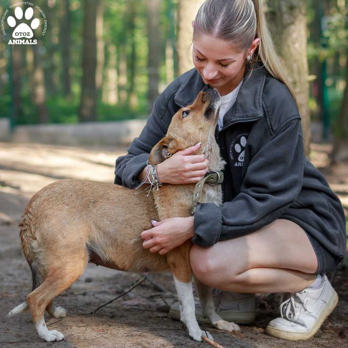 Urocza, mała Landrynka do adopcji!